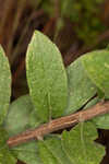 Downy ragged goldenrod